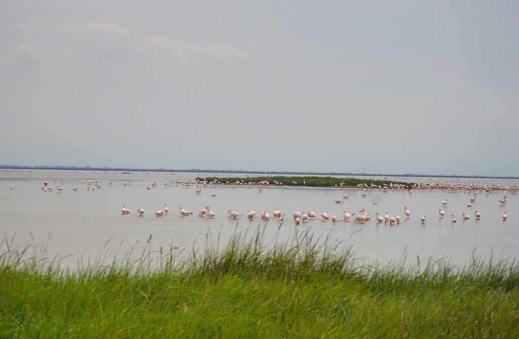 Fenicotteri Valli di Comacchio