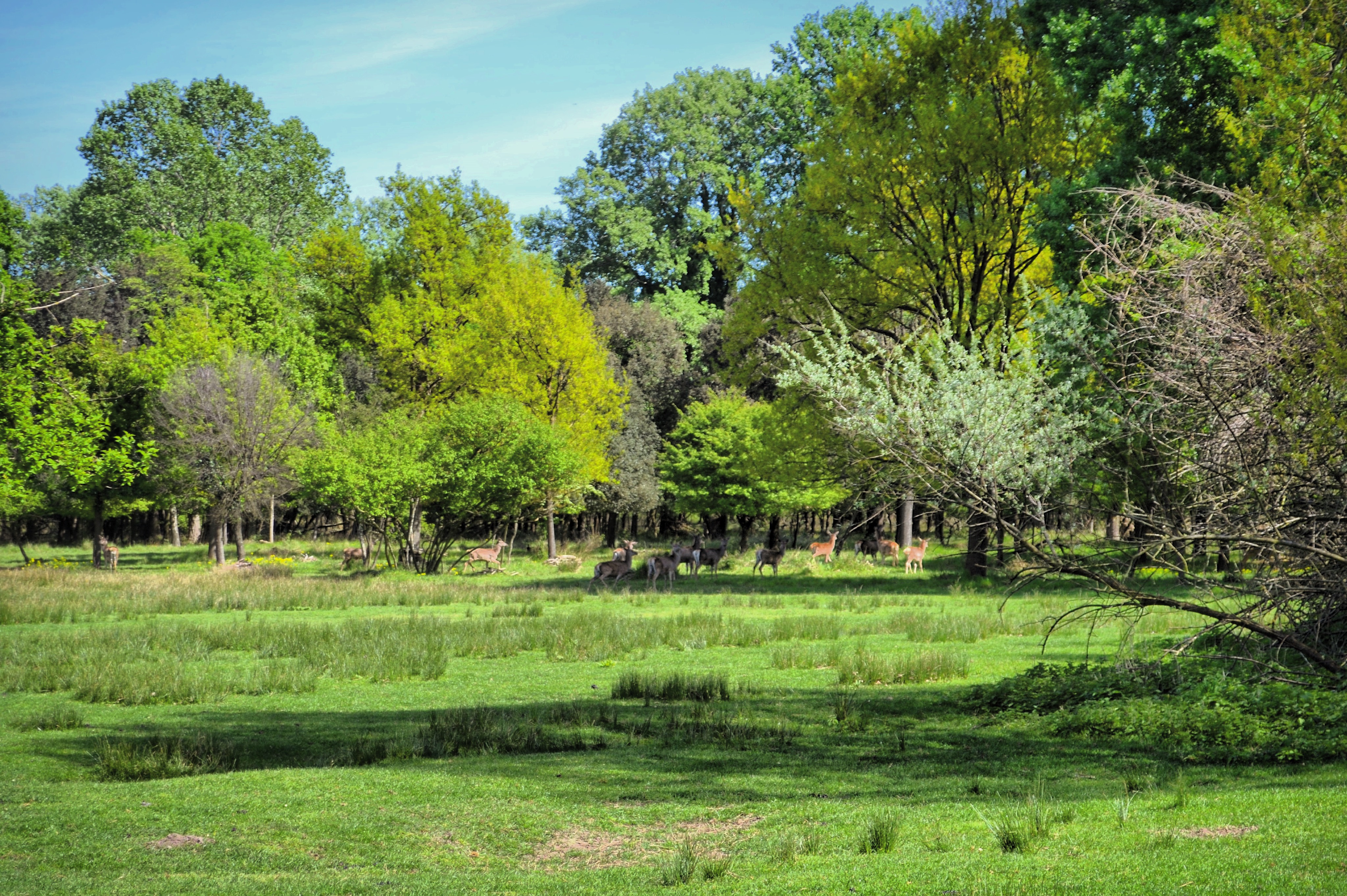 Riserva Naturale del Gran Bosco della Mesola