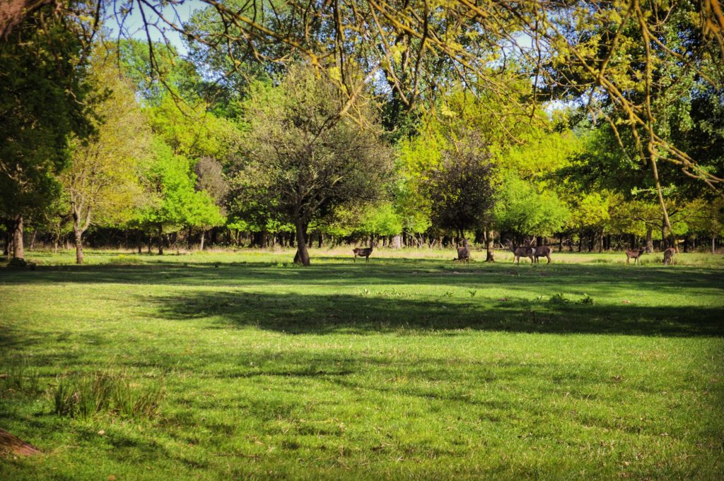 Riserva Naturale del Gran Bosco della Mesola