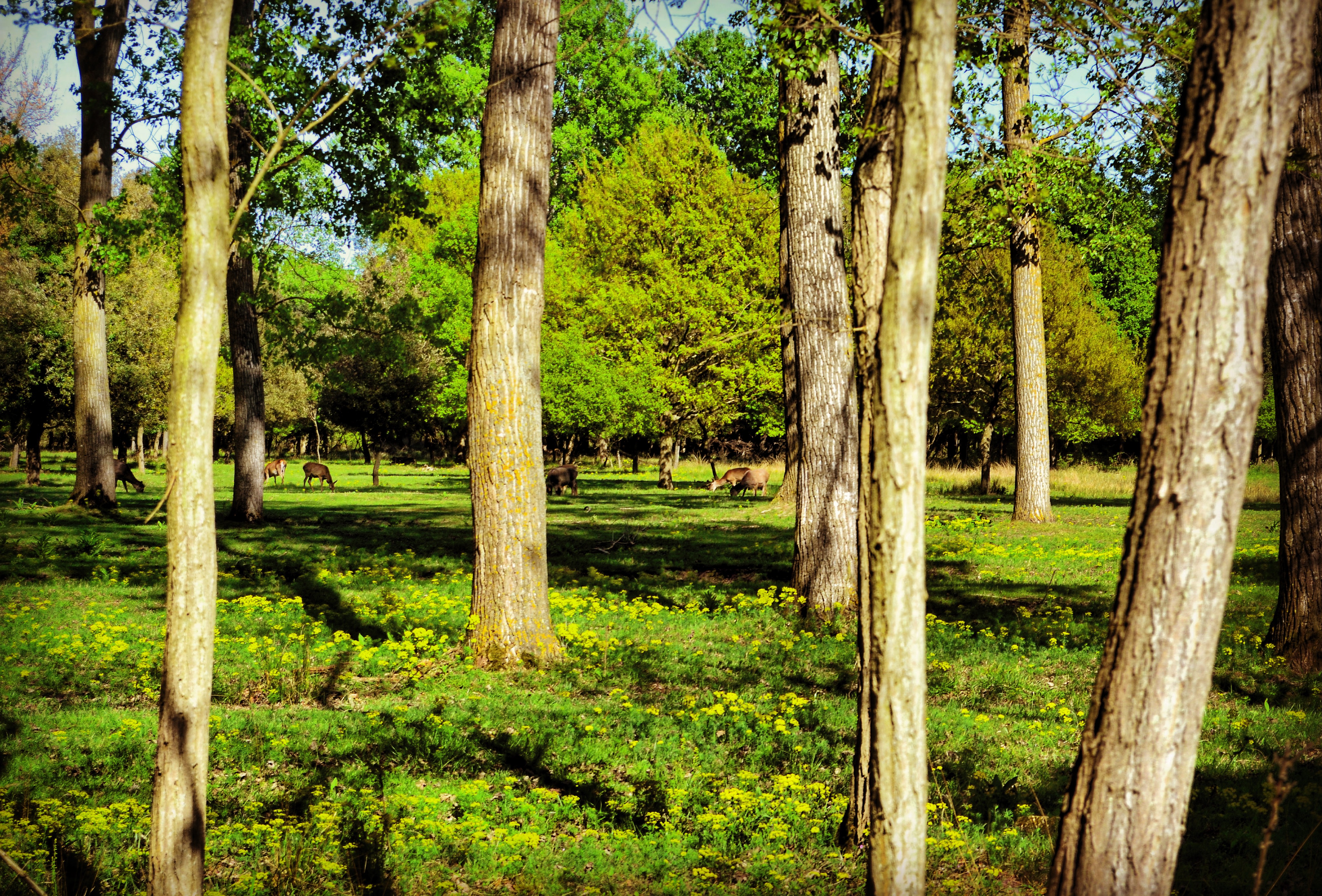 Riserva Naturale del Gran Bosco della Mesola