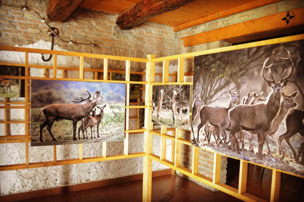 Mostra Riserva Naturale del Gran Bosco della Mesola