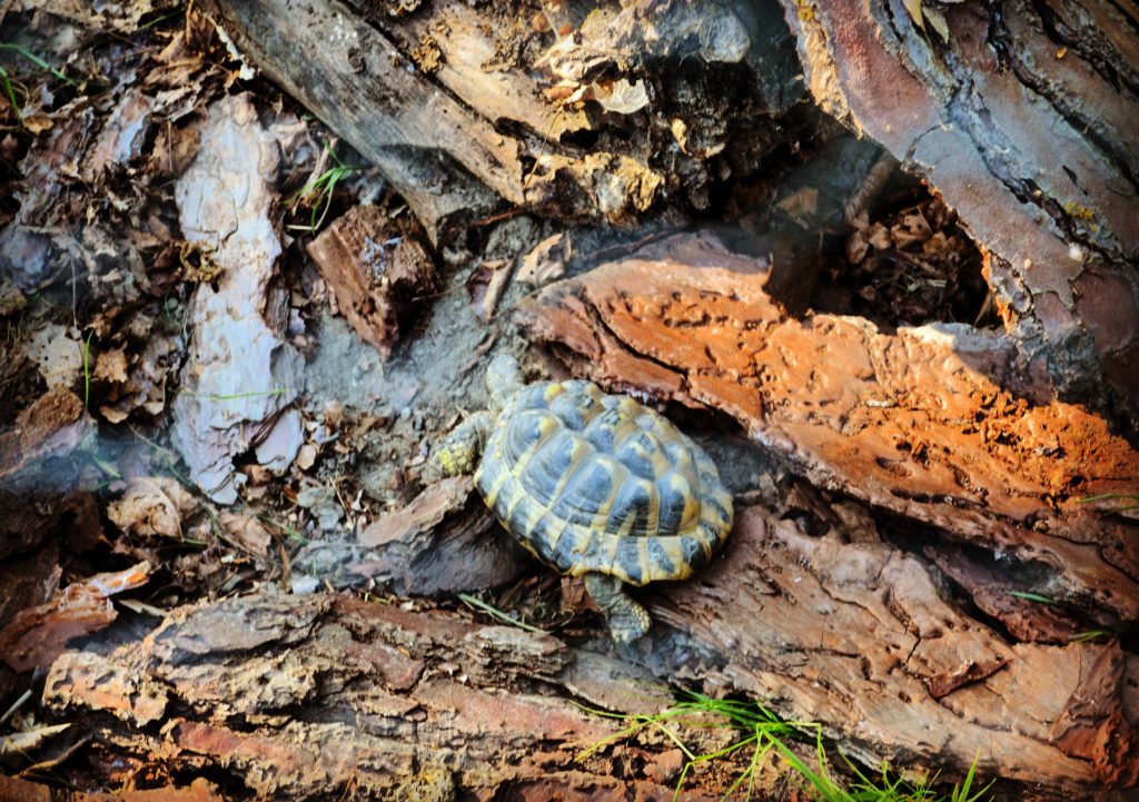 Riserva Naturale del Gran Bosco della Mesola 