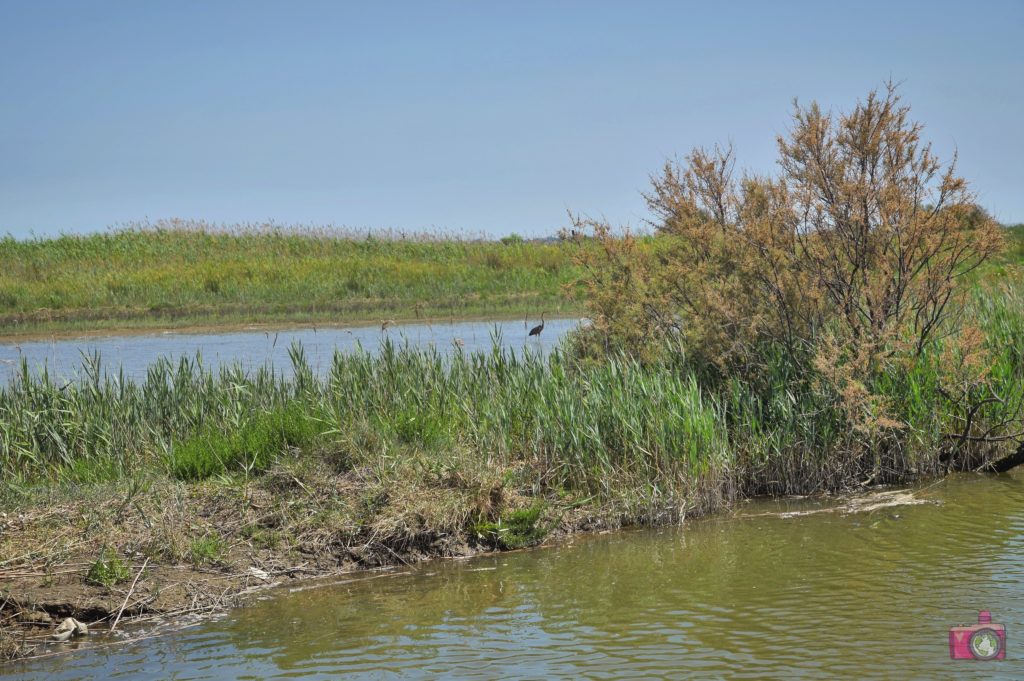 Escursione in barca Delta del Po Volano 