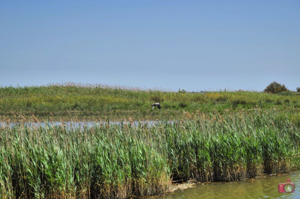 Escursione in barca Delta del Po Volano 