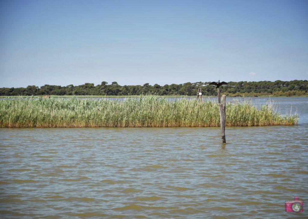 Escursione in barca Delta del Po Volano 