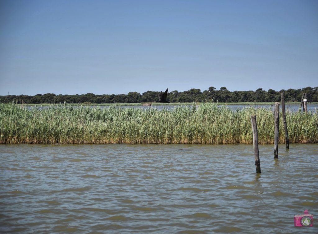 Escursione in barca Delta del Po Volano 