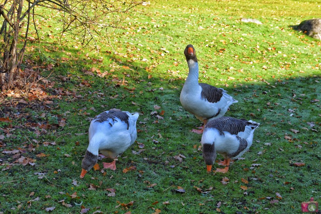 Visitare Stoccolma Skansen