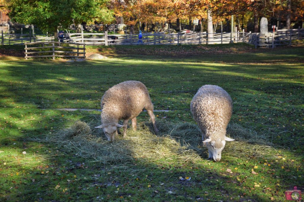 Visitare Stoccolma Skansen