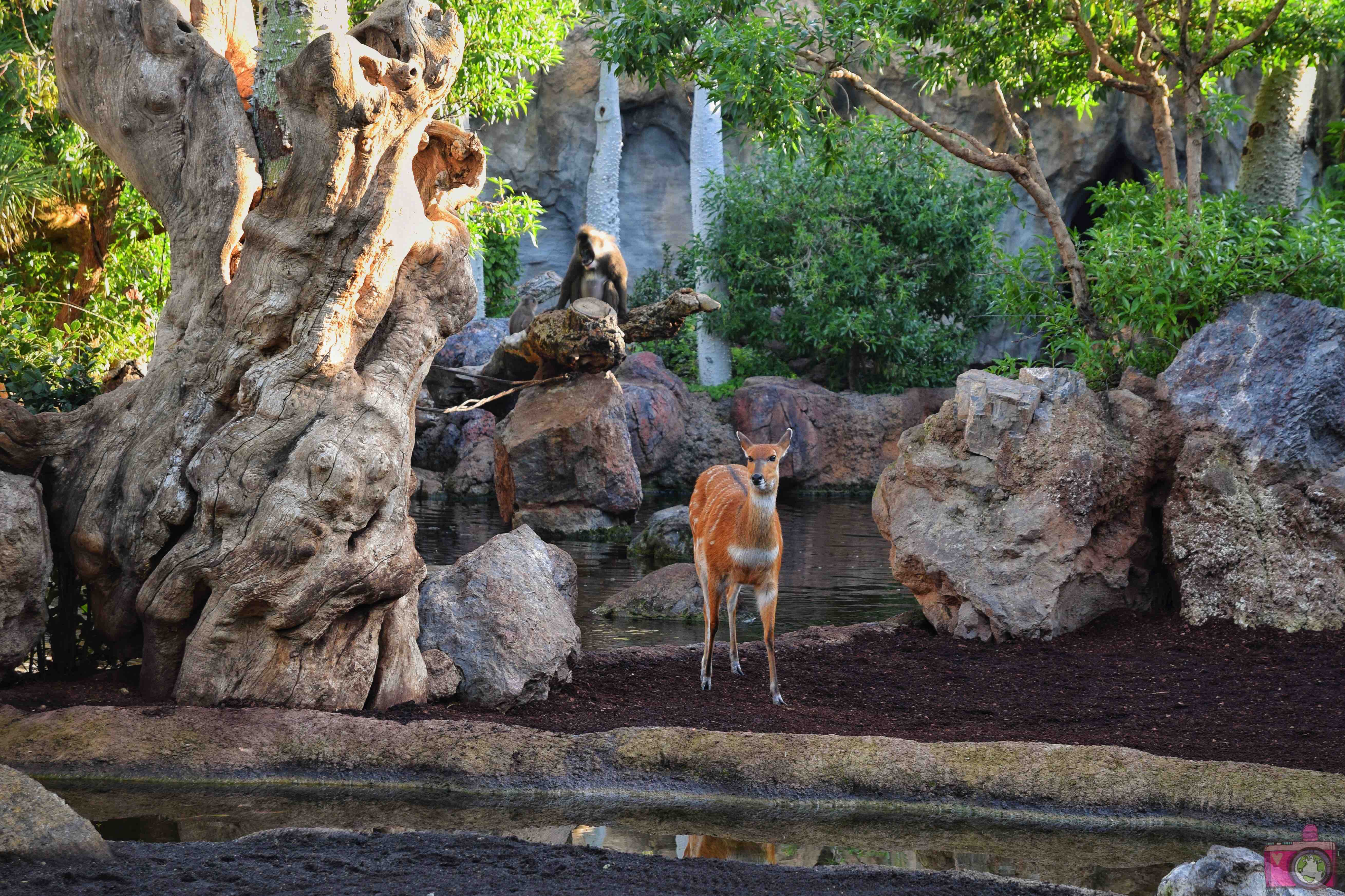 Cosa vedere a Valencia Bioparc