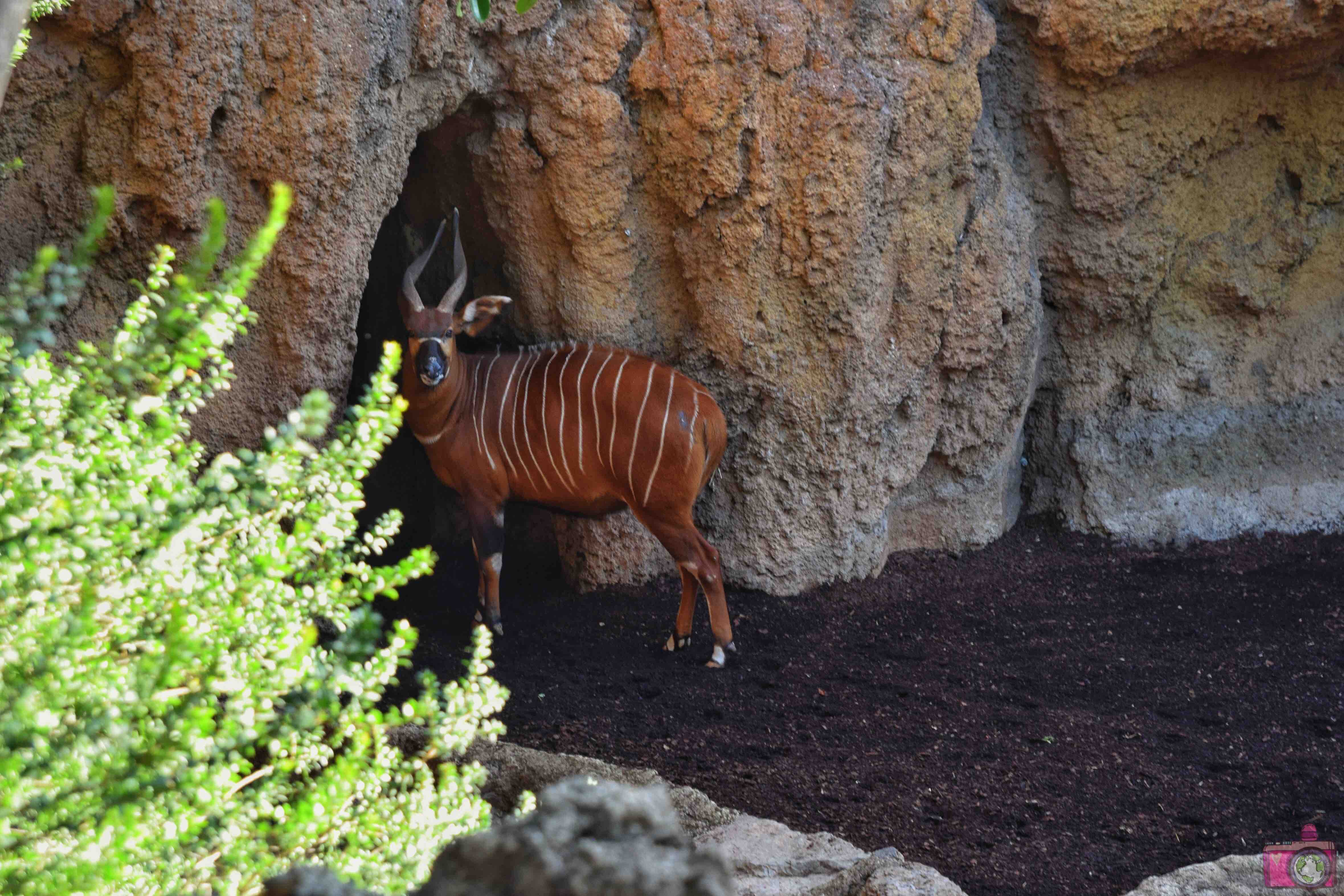 Cosa vedere a Valencia Bioparc