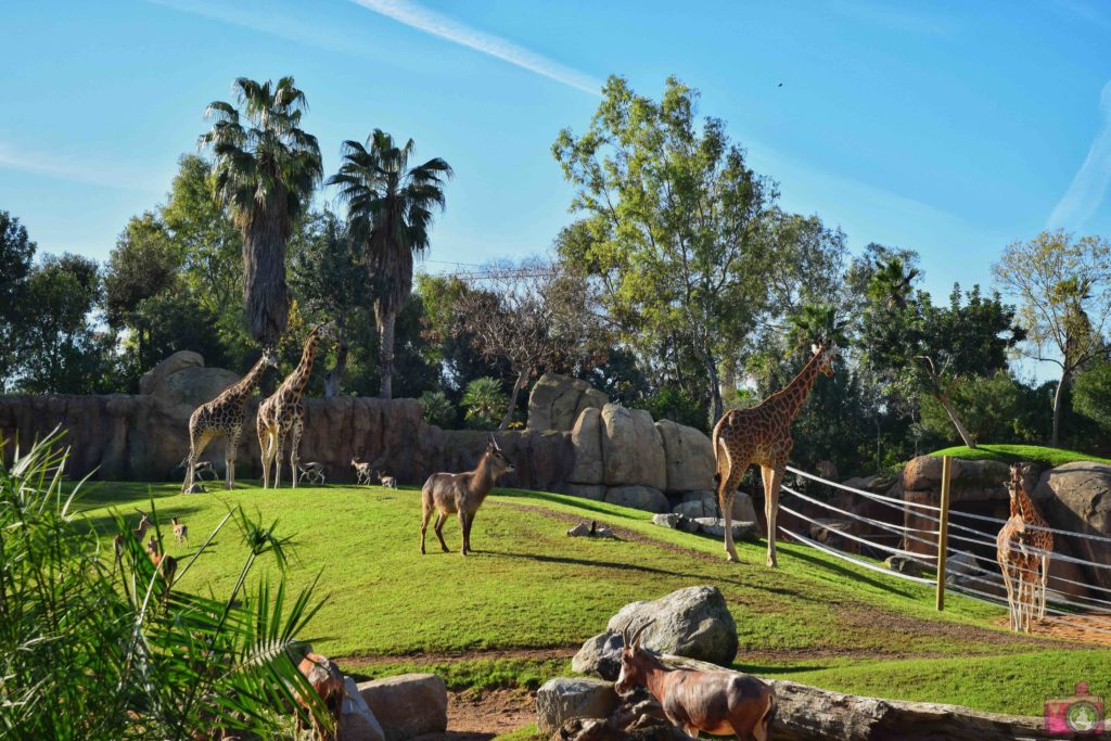 Cosa vedere a Valencia Bioparc