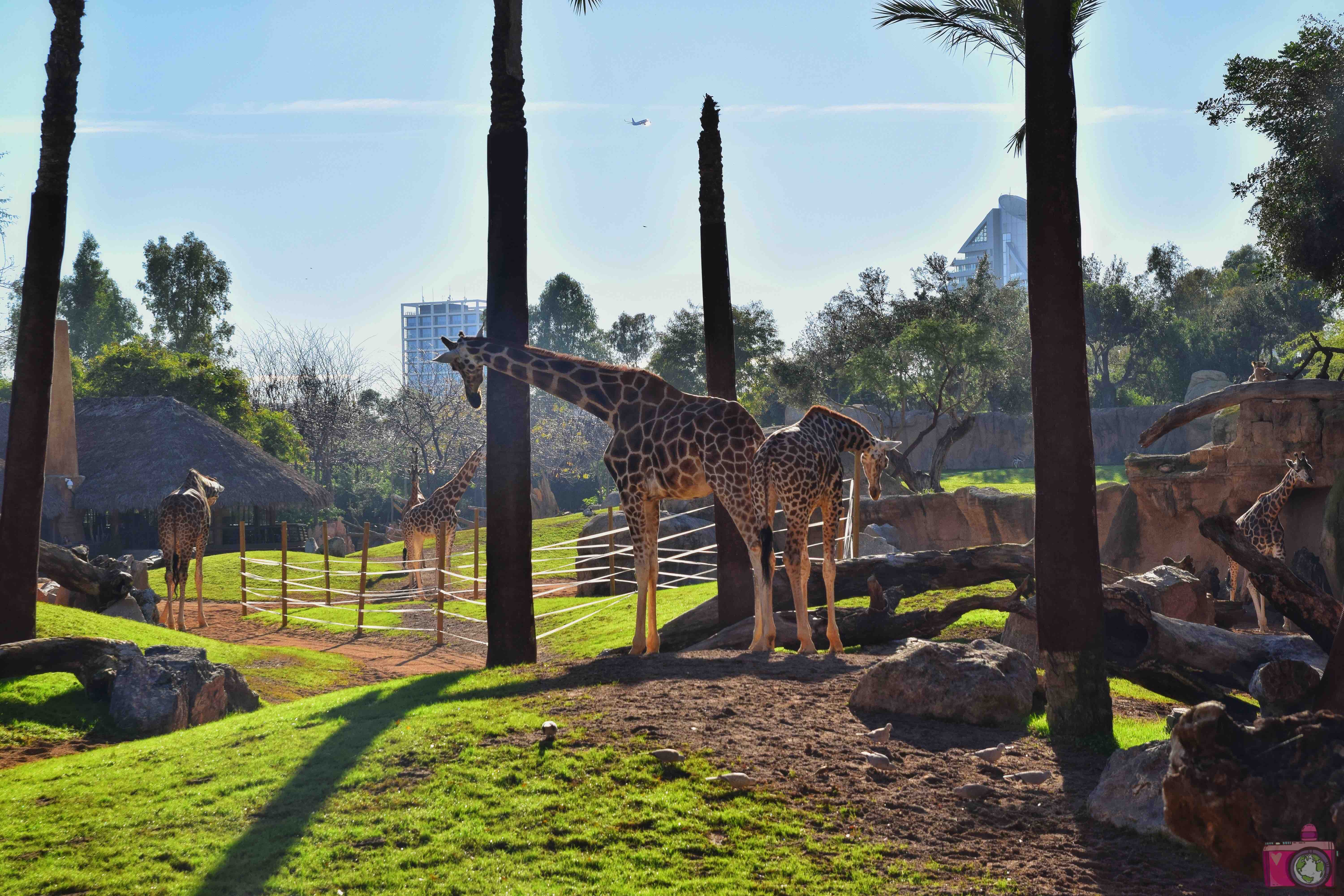 Cosa vedere a Valencia Bioparc