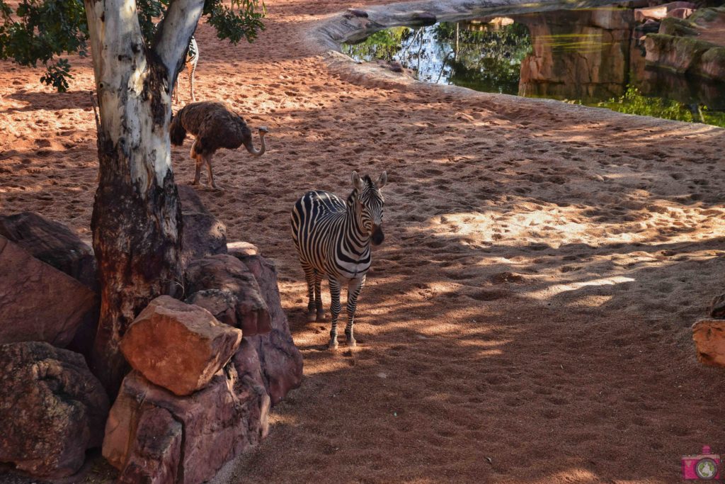 Cosa vedere a Valencia Bioparc