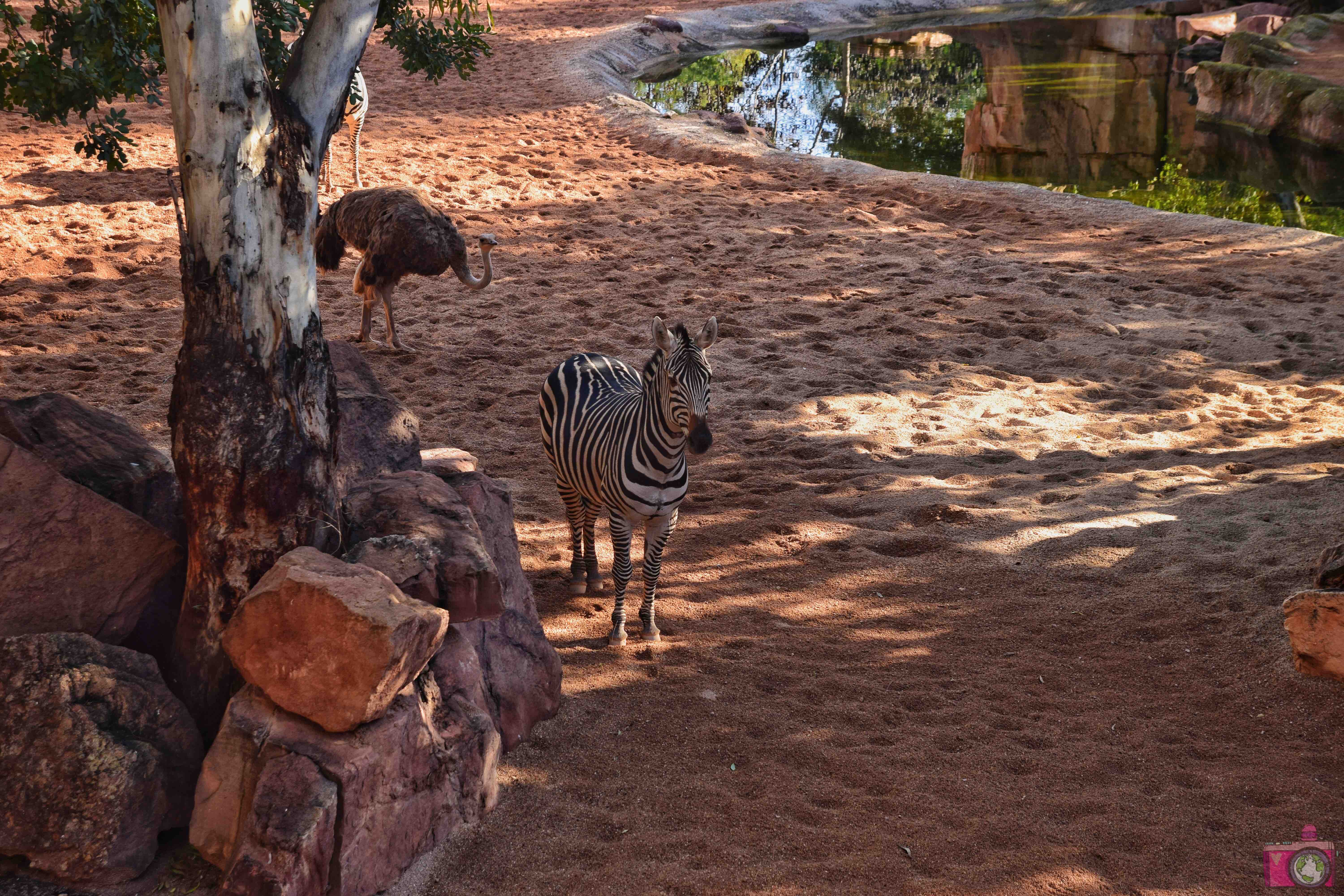 Cosa vedere a Valencia Bioparc