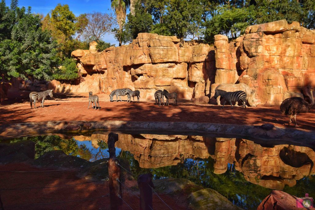 Cosa vedere a Valencia Bioparc