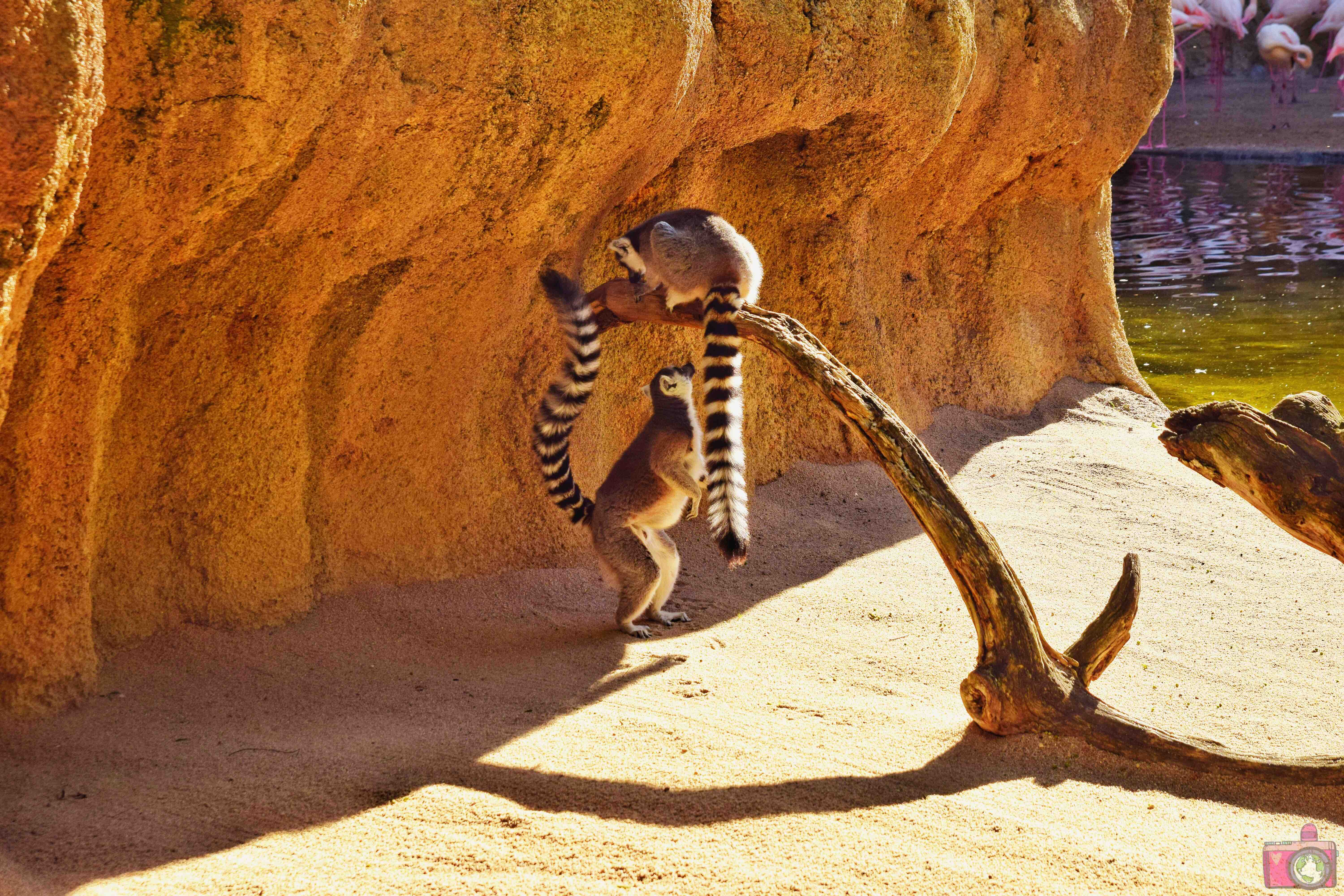 Cosa vedere a Valencia Bioparc