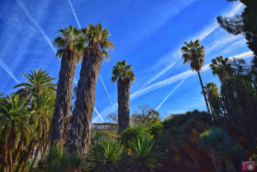 Cosa vedere a Valencia Giardino Botanico