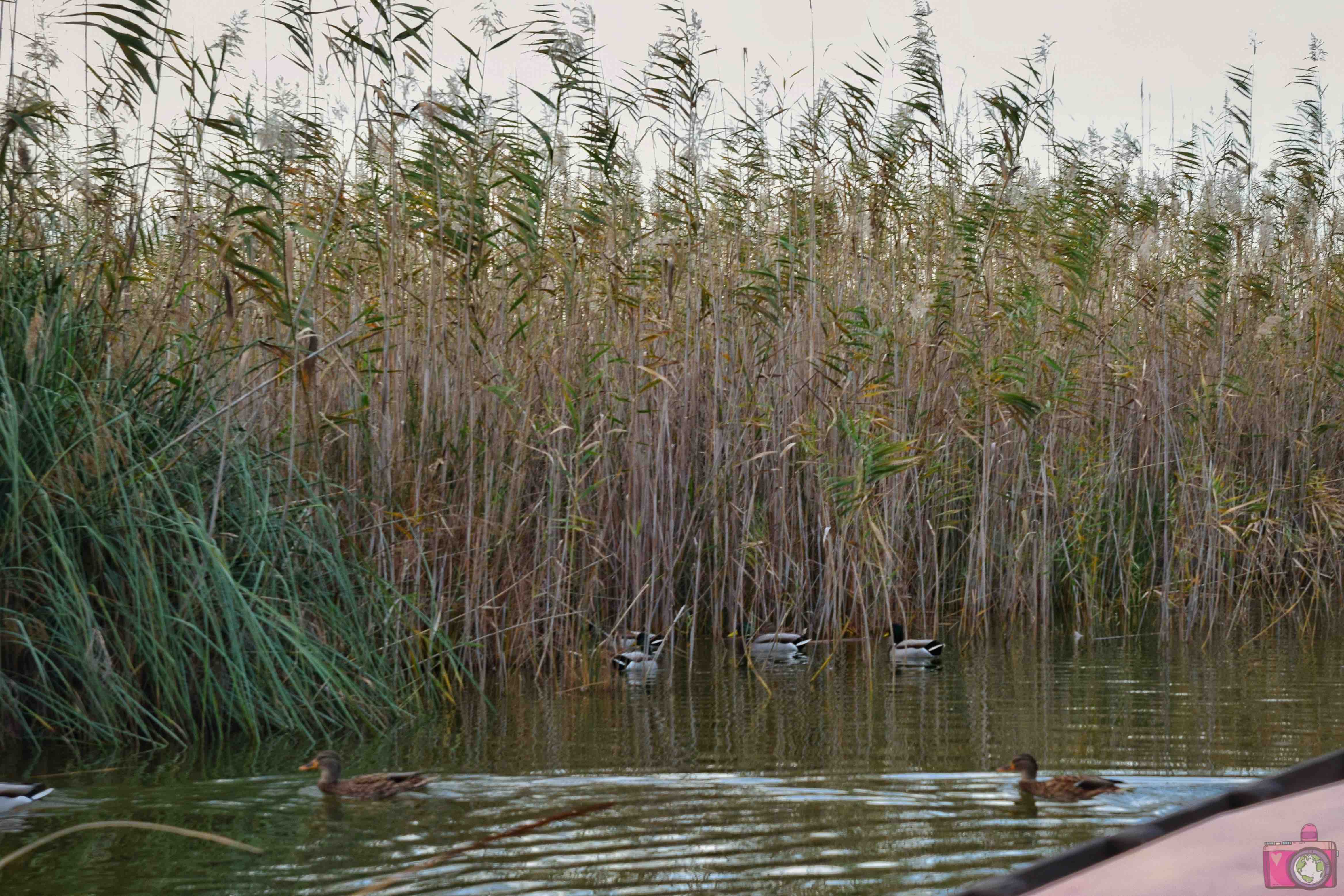 Cosa vedere nei dintorni di Valencia Parco Naturale dell'Albufera