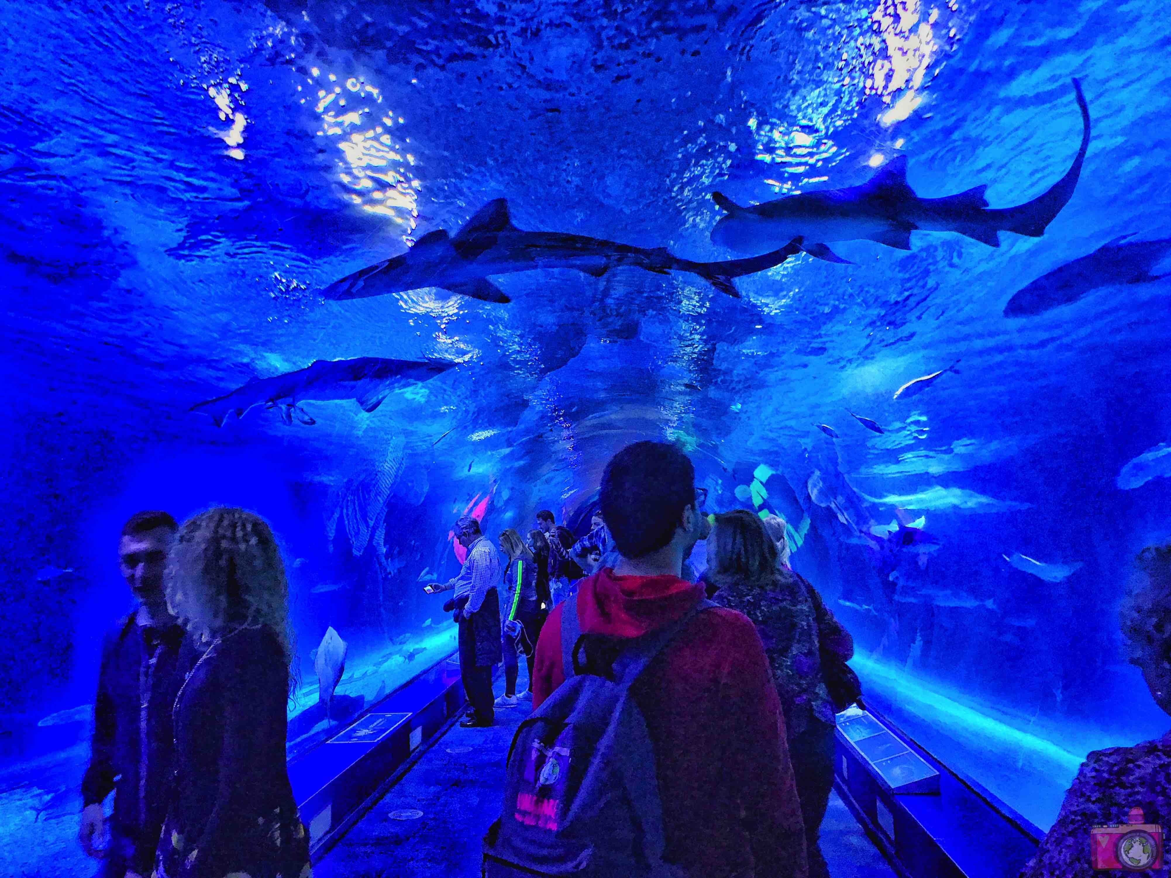 Città delle Arti e delle Scienze Oceanogràfic