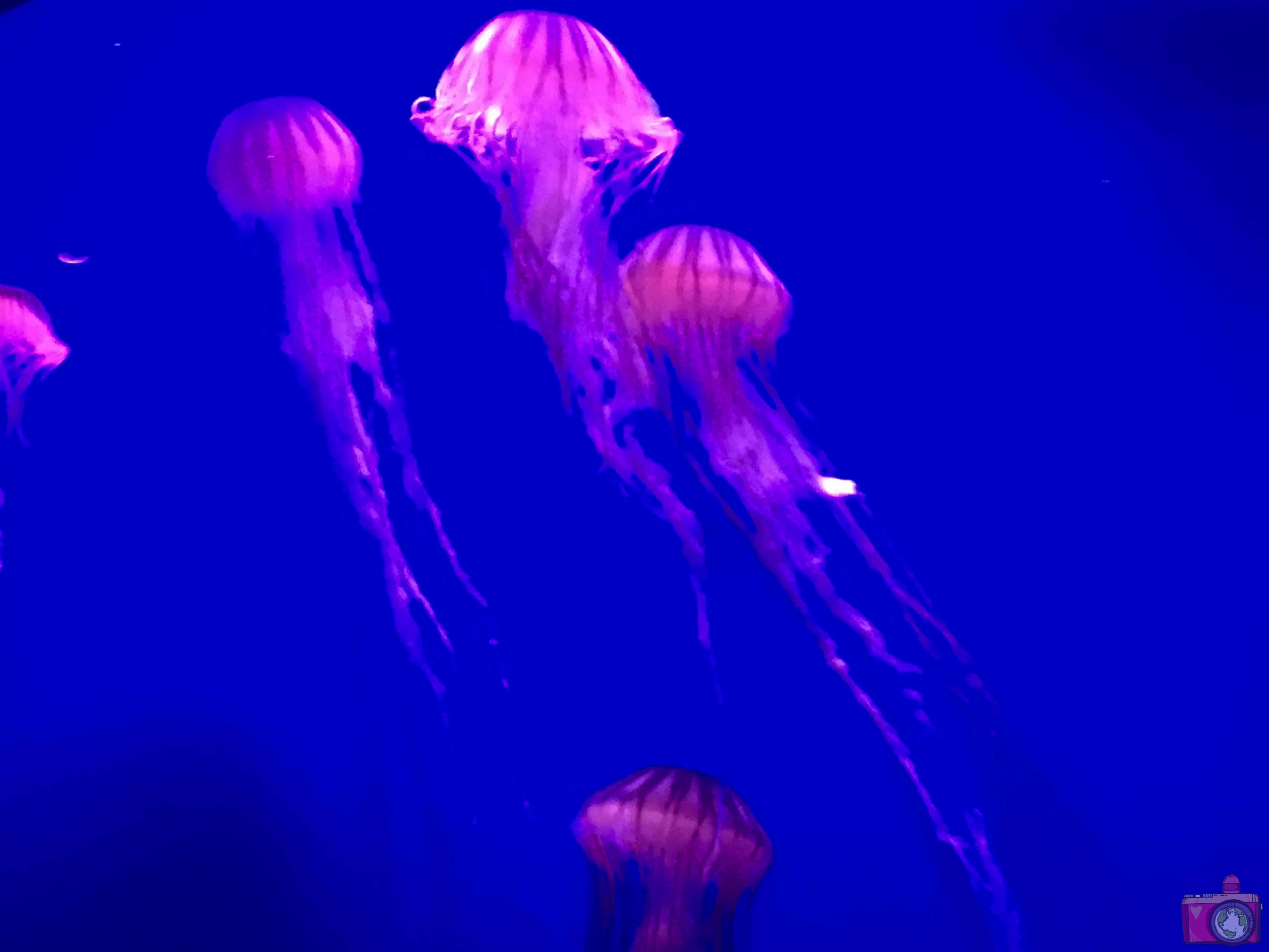 Città delle Arti e delle Scienze Oceanogràfic