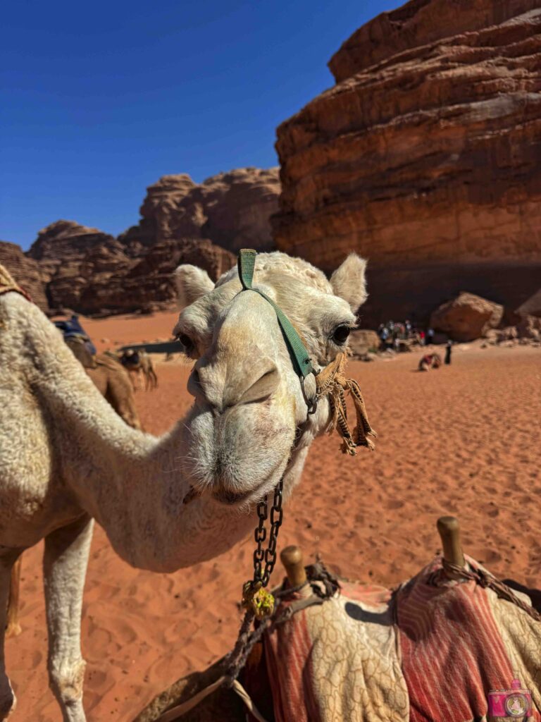 Dromedari Wadi Rum