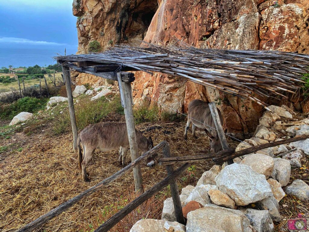 Asinelli alla Grotta di Custonaci