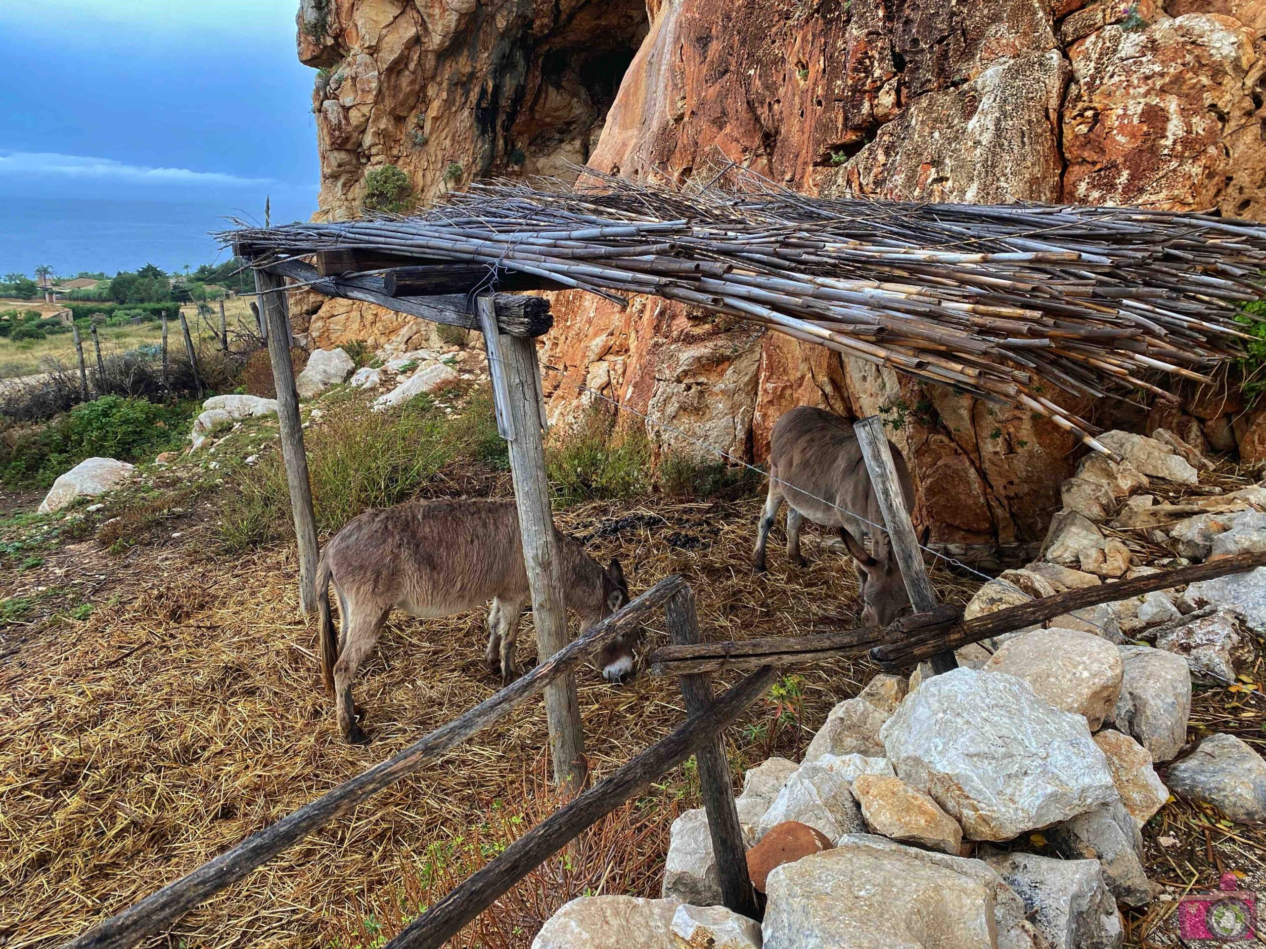 Asinelli alla Grotta di Custonaci